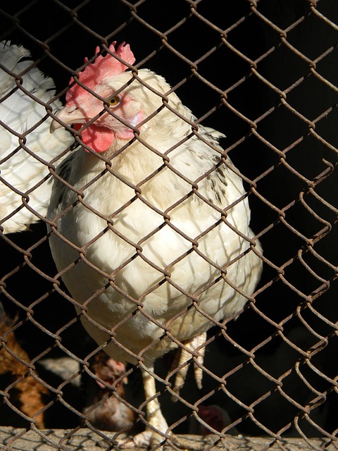 界杯即将成 界杯即将成