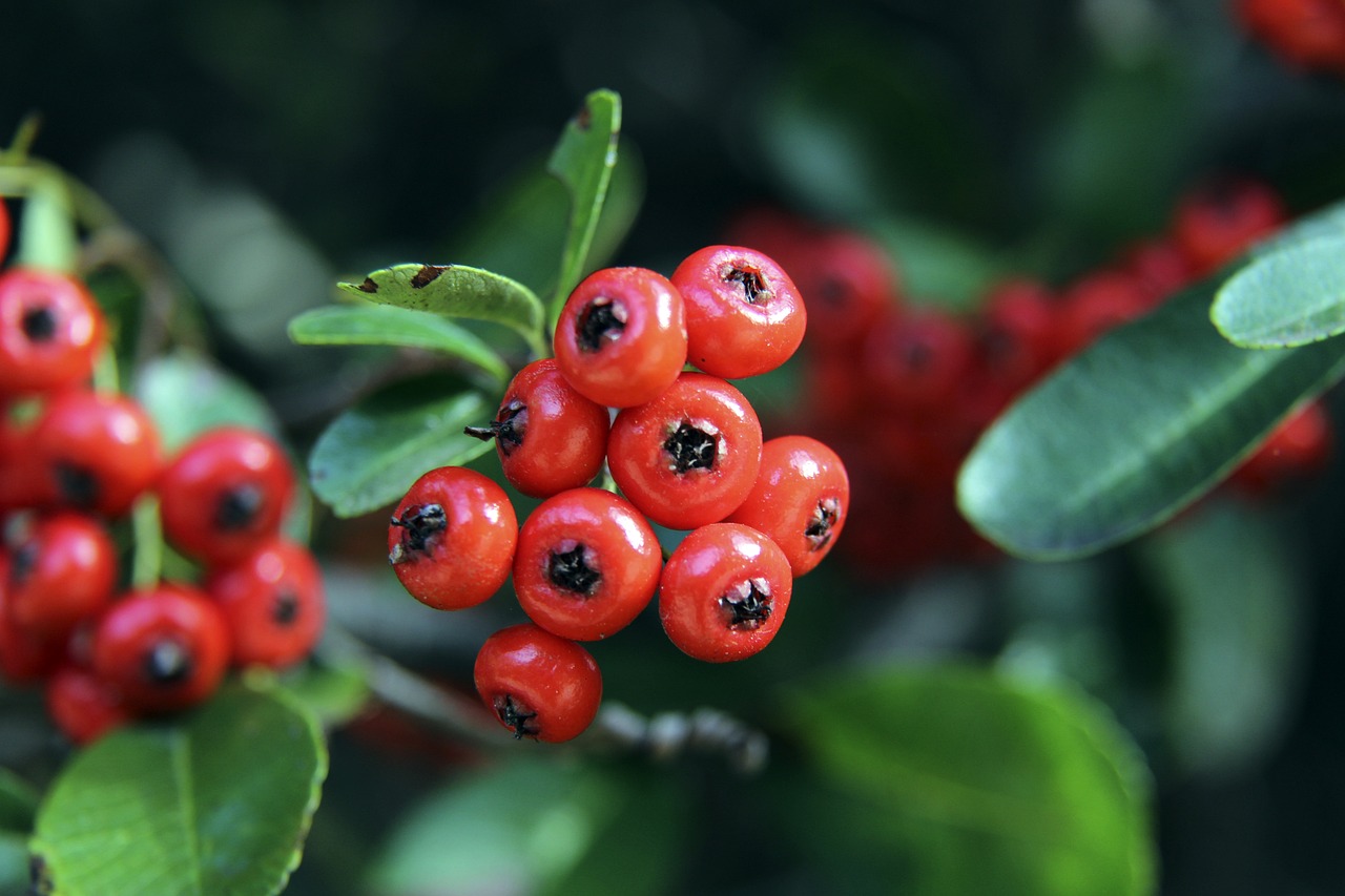 利拉德展现 利拉德展现